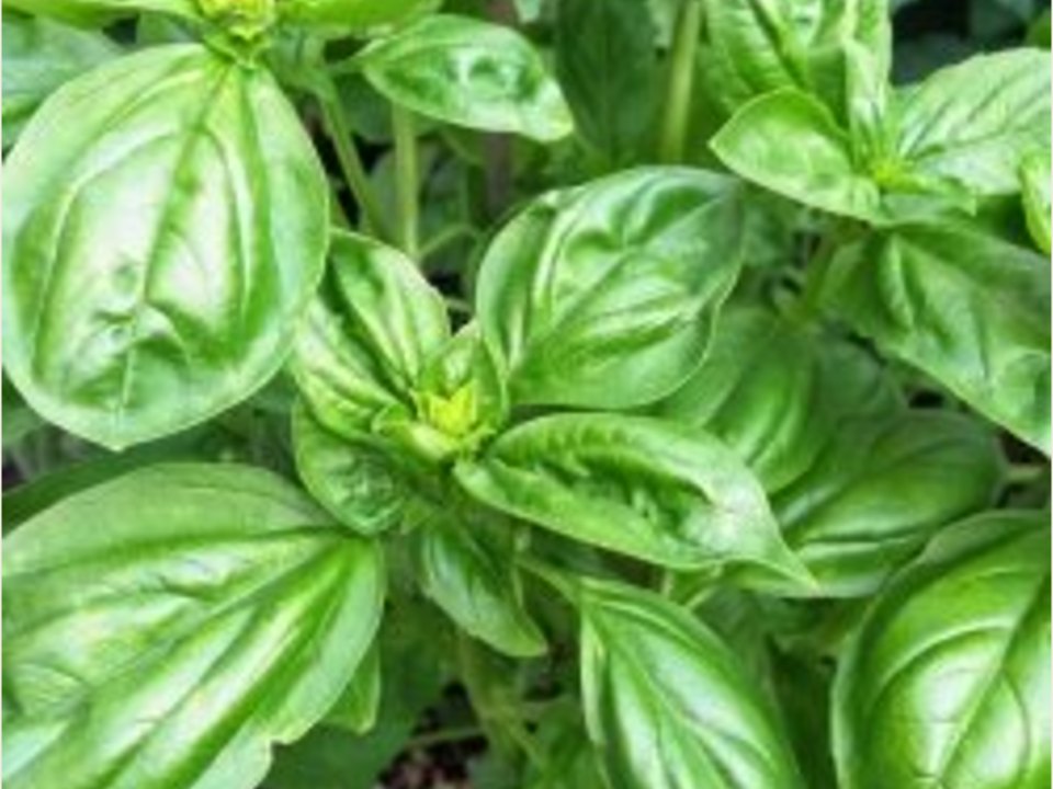Albahaca